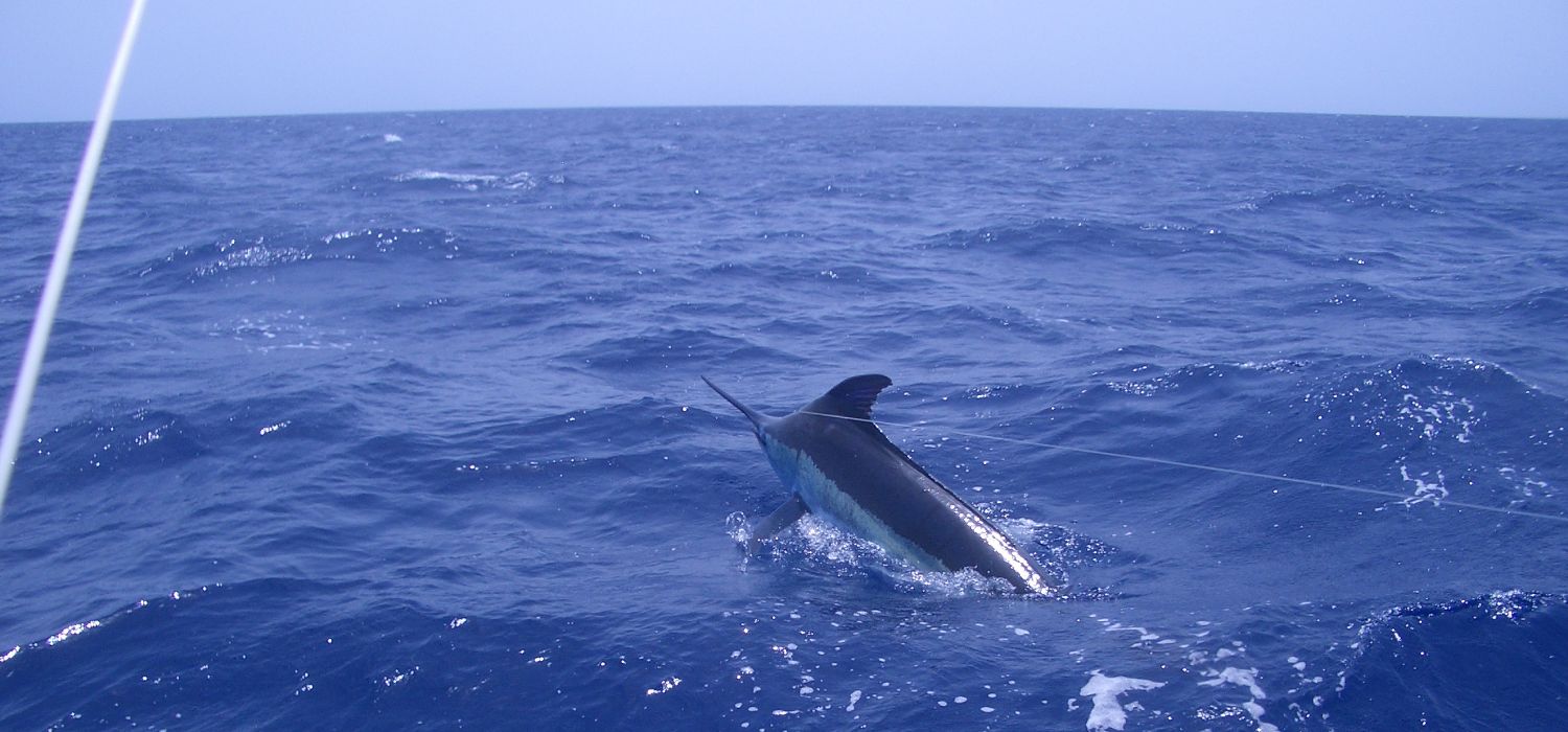 Ein Blue Marlin versucht zu fliehen