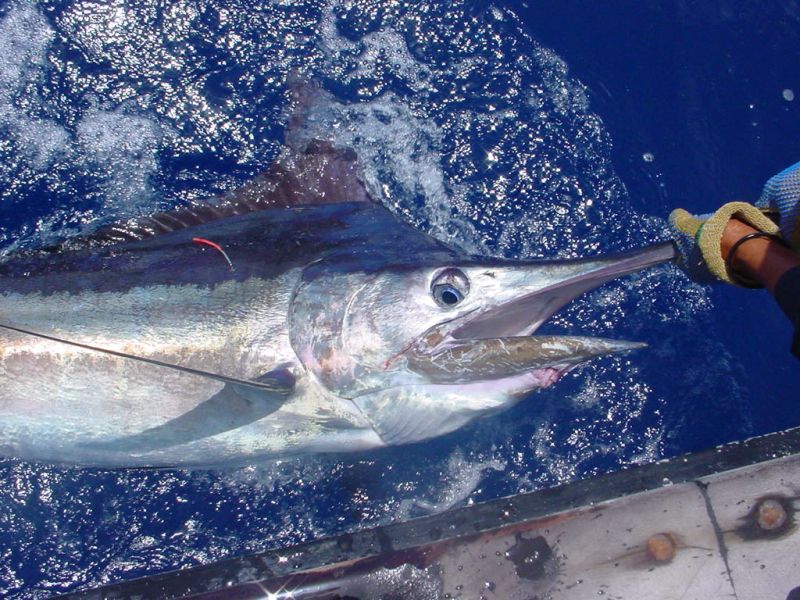 Ein Blue Marlin kurz vorm Release