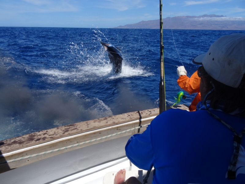 Angler drills a Blue Marlin