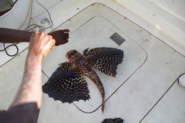Flughahn, ein Fisch wie ein kleiner Drache in Kap Verde
