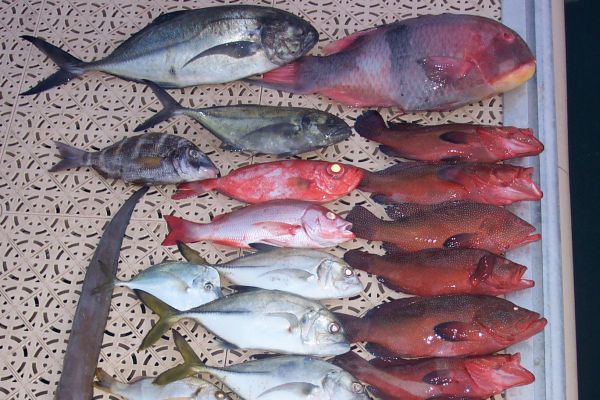 Schöne Grundfische in Kap Verde