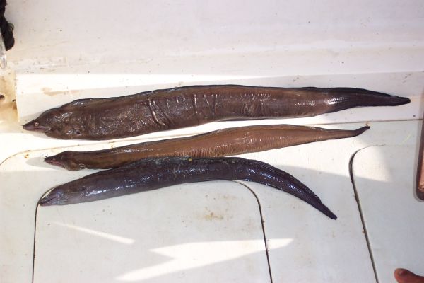 Three beautiful Moray eels in Cape Verde