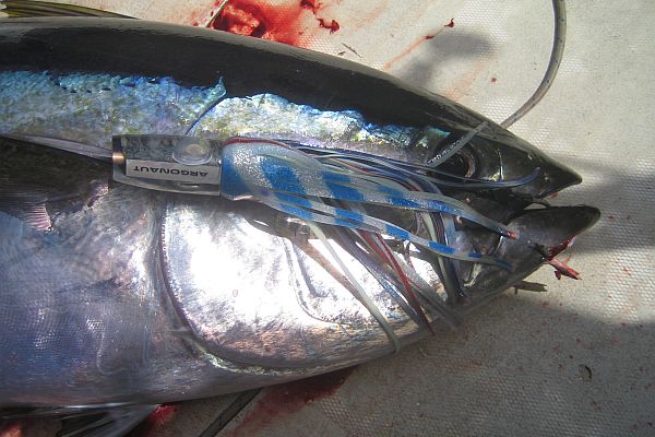 Tuna with bait