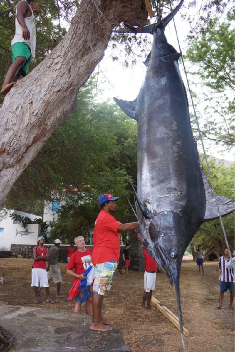 2012: Ein gigantischer Blue Marlin - ein Super Grander mit 1222 Pfund